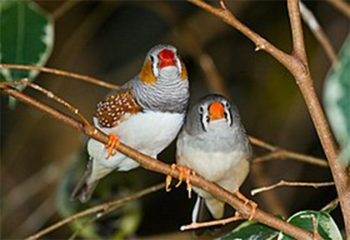 Imagem: O pássaro Diamante-Mandarim aprende a cantar com  os mais velhos. Suas vocalizações se assemelham à fala humana.  Crédito: Wikipedia Commons.