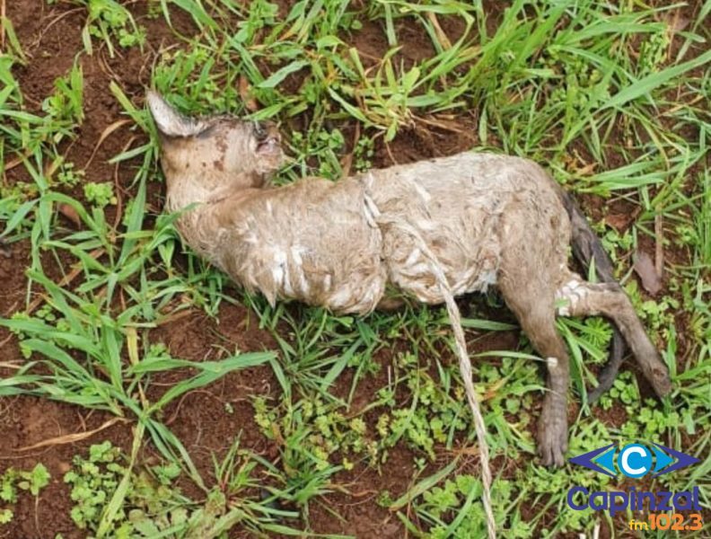 ONG Faunamiga divulga Nota de Repúdio por crueldade contra animais cometida no interior de Capinzal