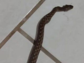VVale