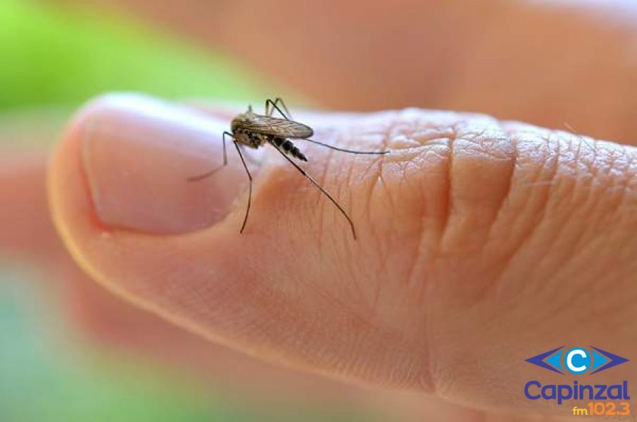 Bióloga explica o motivo das altas de mosquitos borrachudos e pernilongos em Capinzal e menciona as formas de combate