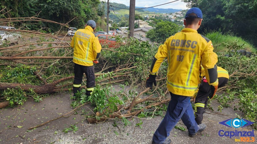 Bombeiros removem árvore que caiu na Avenida José Leonardo Santos, em Capinzal