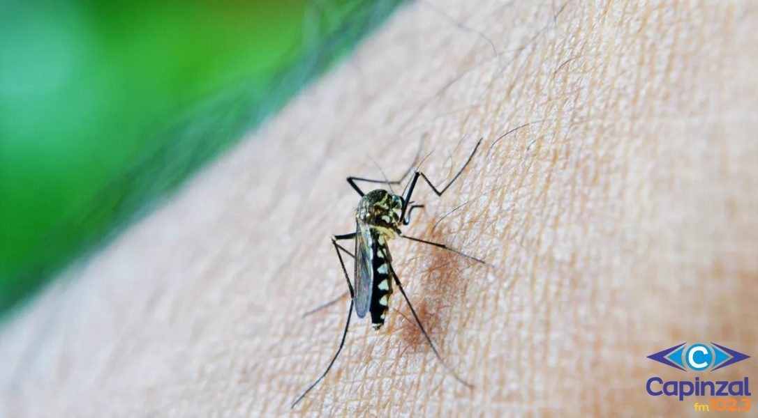 Município de Capinzal registra três novos casos suspeitos da Dengue