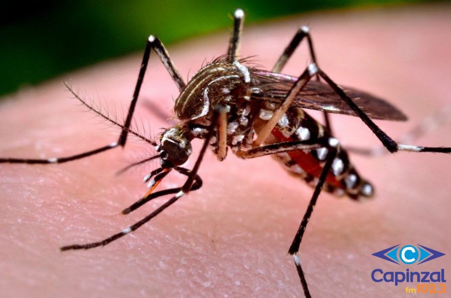 Primeiro caso autóctone de dengue confirmado em Joaçaba