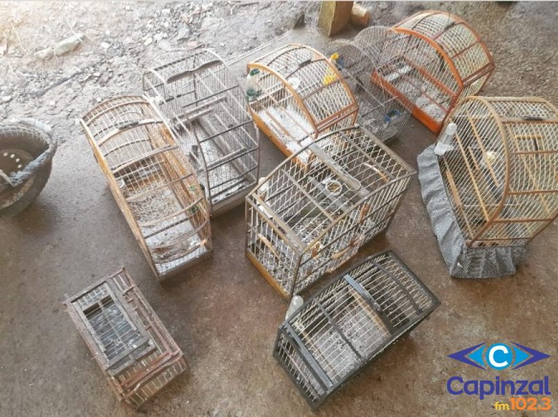 Polícia Militar Ambiental flagra em Treze Tílias pássaros mantidos em cativeiro