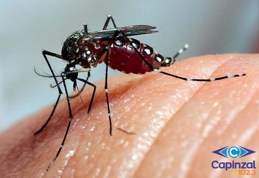Aumenta para 10 o número de casos de dengue em Capinzal