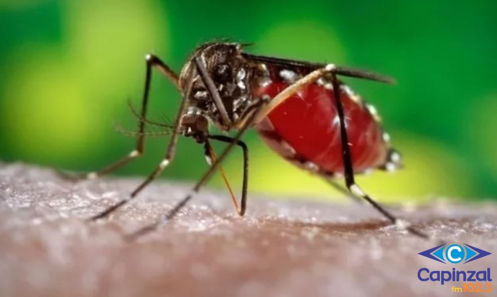 Capinzal registra mais dois casos de dengue e número chega a 16