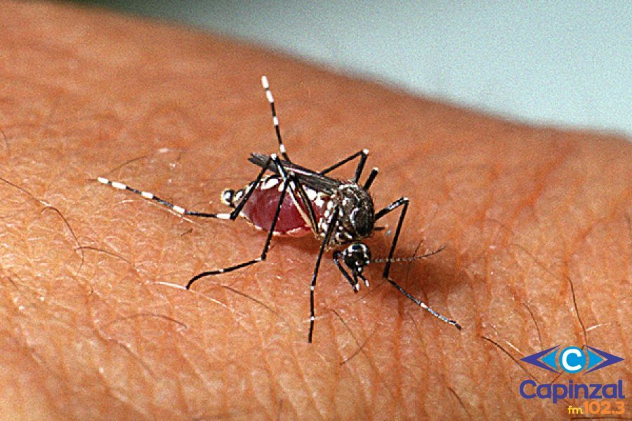 Município de Ouro registra o primeiro caso de Dengue