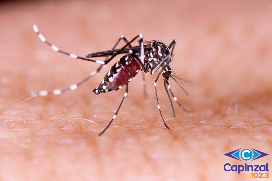 Sobe para 93 o número de casos da Dengue em Capinzal