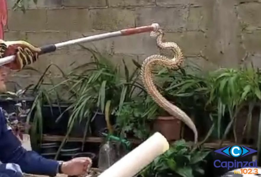Serpente é capturada na Cidade Alta, em Capinzal