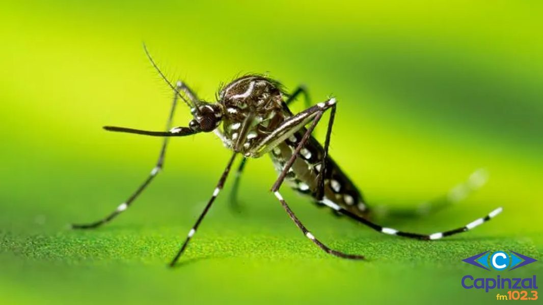 Capinzal atinge 195 casos de dengue