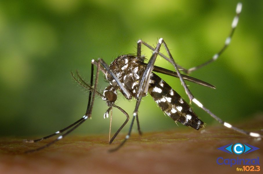 Capinzal ultrapassa 200 casos de Dengue