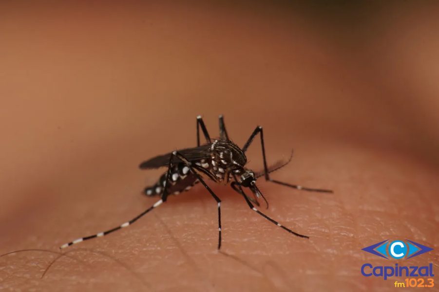 Capinzal ultrapassa 220 casos de Dengue