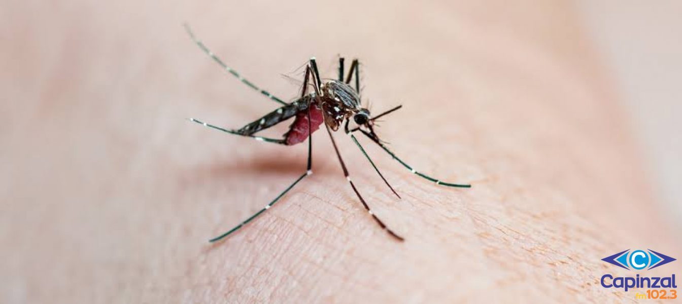 Capinzal ultrapassa 265 casos de Dengue