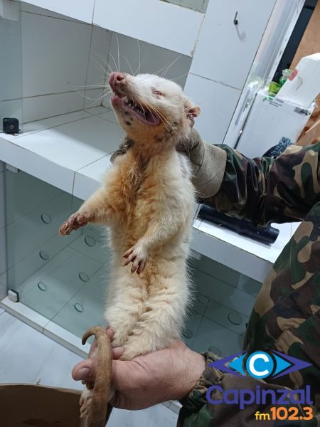 Gambá albino é resgatado no município de Água Doce