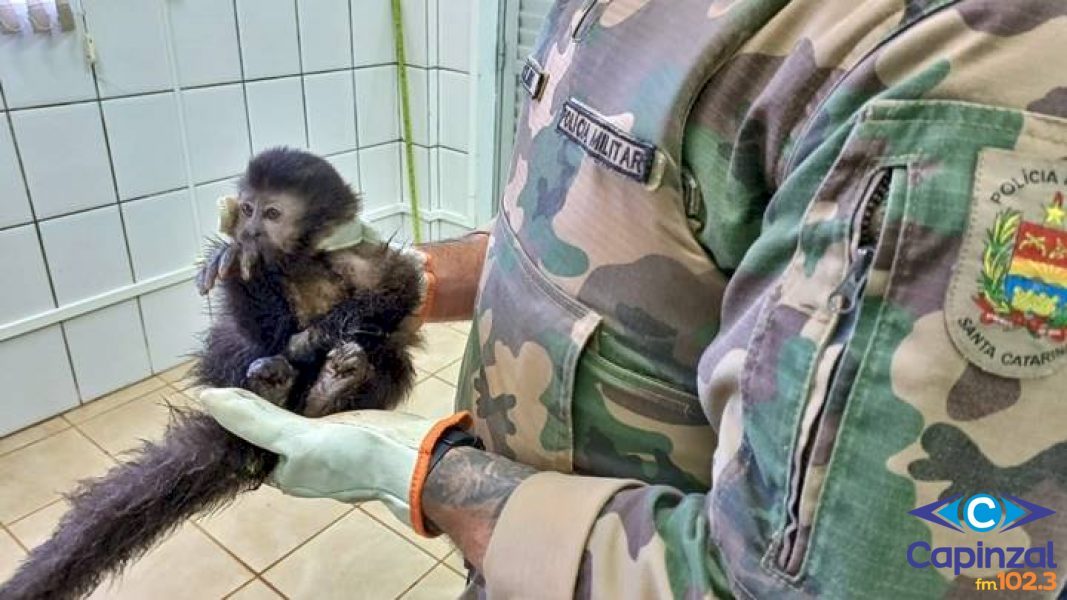 Polícia Militar resgata macaco-prego ferido no interior de Ibicaré