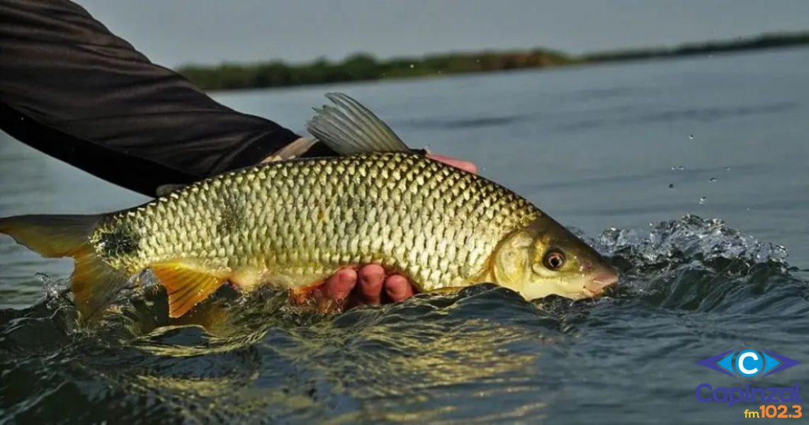 Piracema: pesca regulamentada até 31 de janeiro