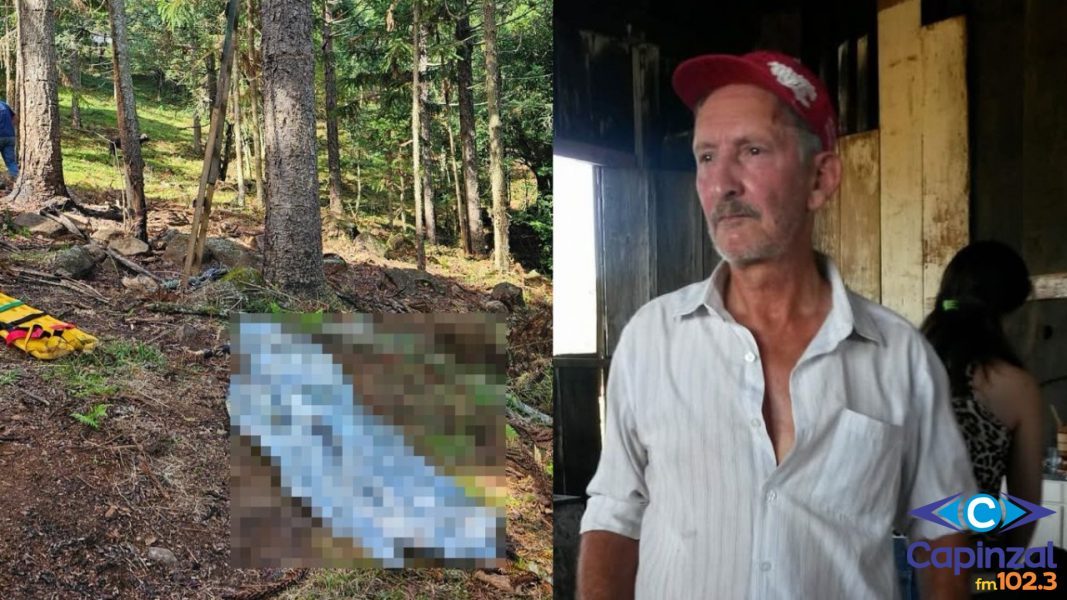 Idoso morre ao cair de araucária durante colheita de pinhão