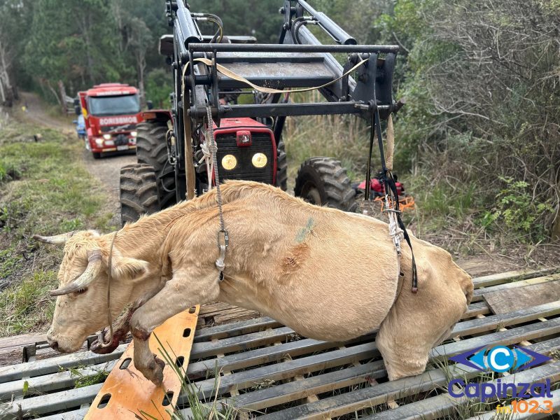 Bombeiros resgatam bovino preso em mata-burro na zona rural de Lebon Régis