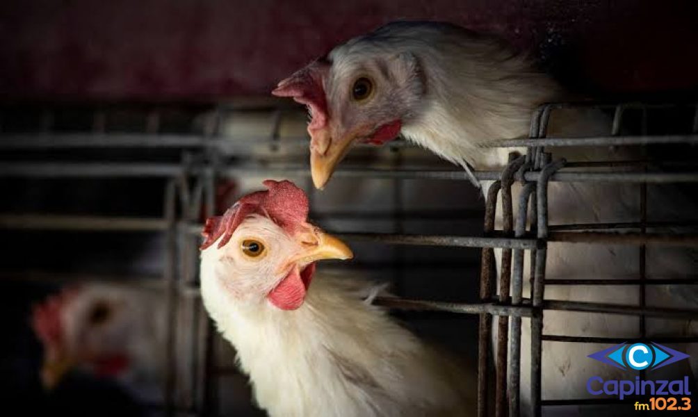Após 1º caso de gripe aviária no Brasil, China, UE e Argentina suspendem importação de frango brasileiro
