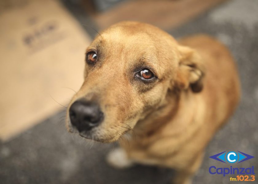 Polícia Civil conclui inquéritos e indicia autores de maus-tratos contra cães em Catanduvas