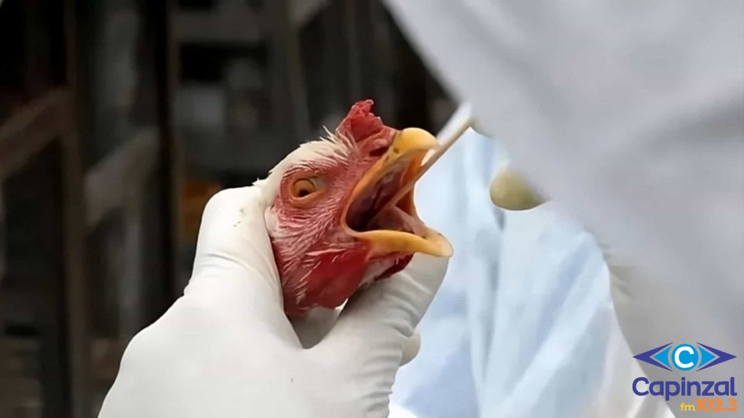 Chapecó e Garopaba têm casos de gripe aviária descartados