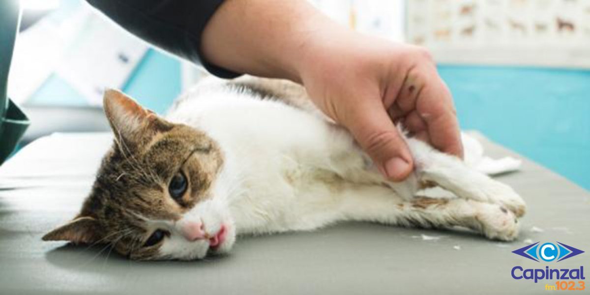 Doença viral altamente contagiosa causa mortes em massa de gatos em Capinzal