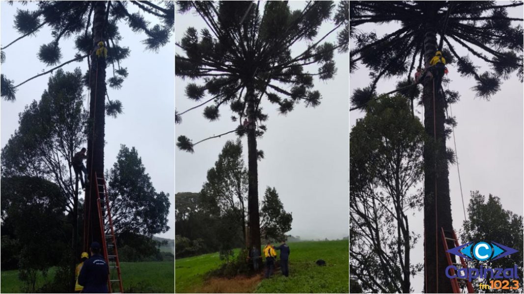 Bombeiros resgatam homem preso no alto de araucária durante colheita de pinhão em Ponte Serrada