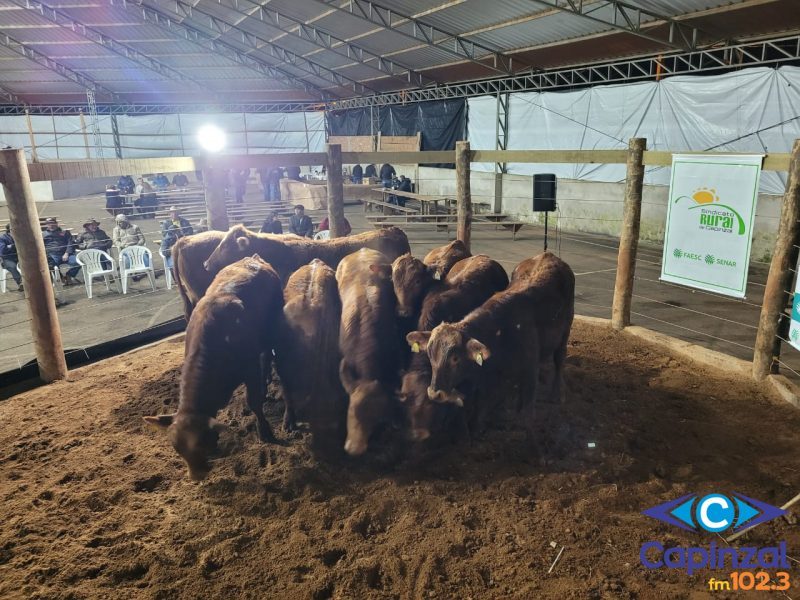 10º Leilão de Gado Geral em Zortéa movimenta mais de R$ 1 milhão