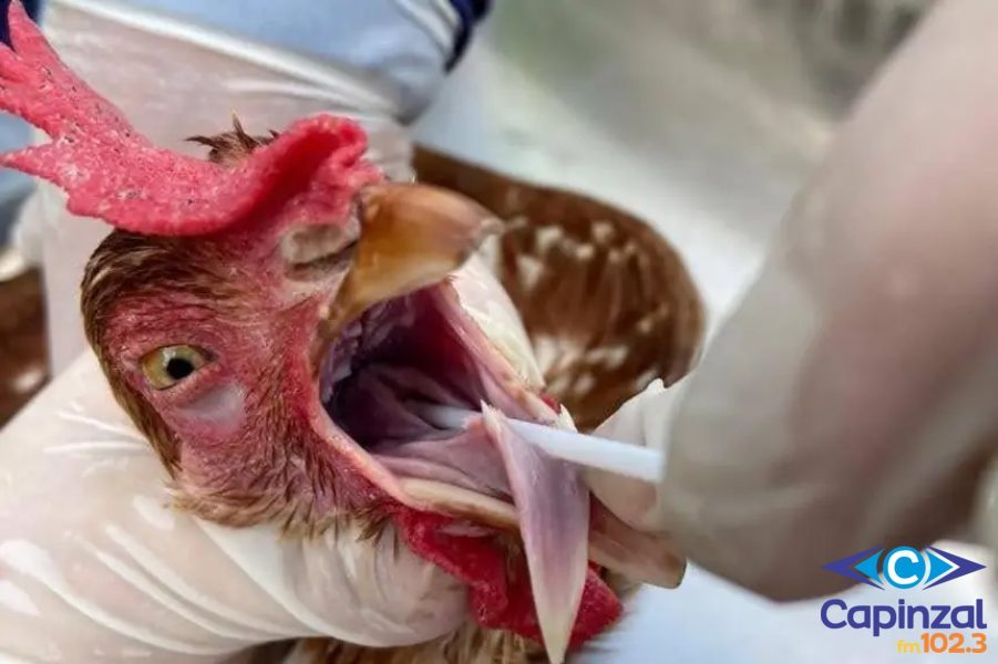 Brasil retoma status de livre da gripe aviária após 28 dias sem novos casos