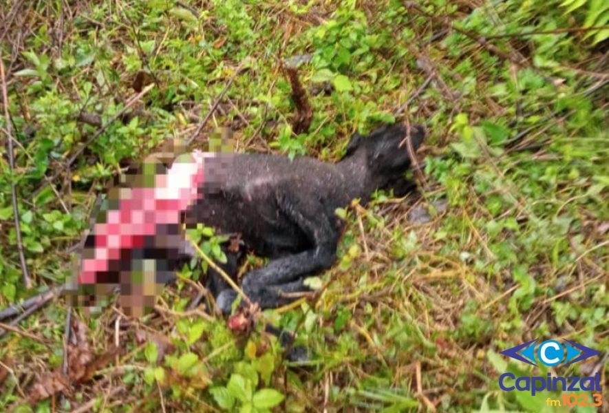 Cachorros atacam ovelhas em propriedade rural e matam animais no interior de Ouro
