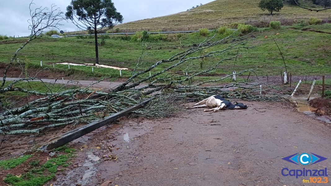 VÍDEO: Vendaval derruba árvores e poste, mata novilhas e causa prejuízos no interior de Capinzal