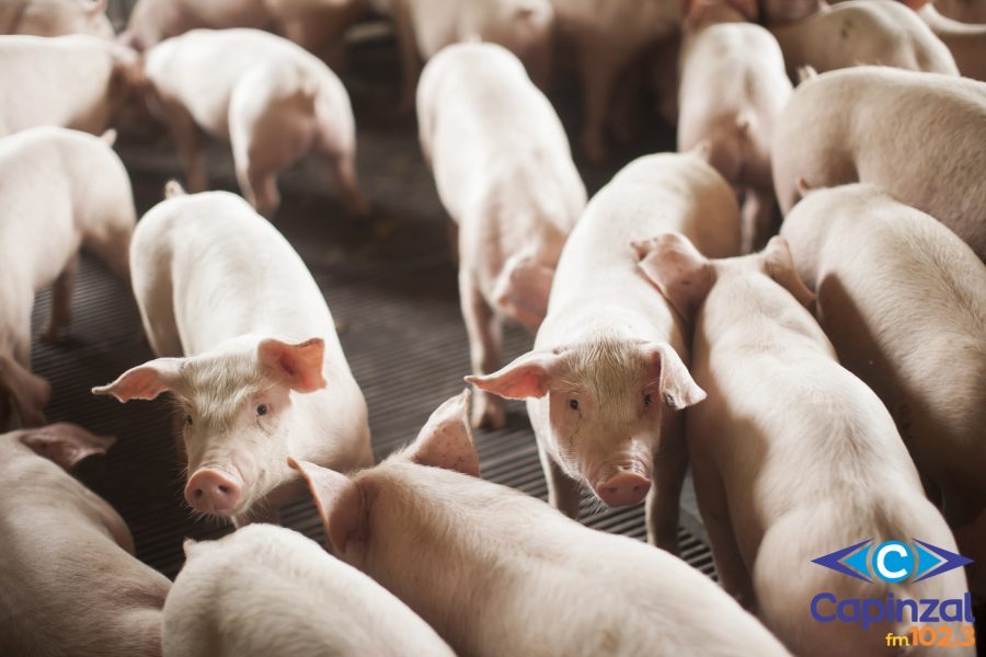 SC bate recorde histórico nas exportações de carne suína no primeiro semestre de 2025