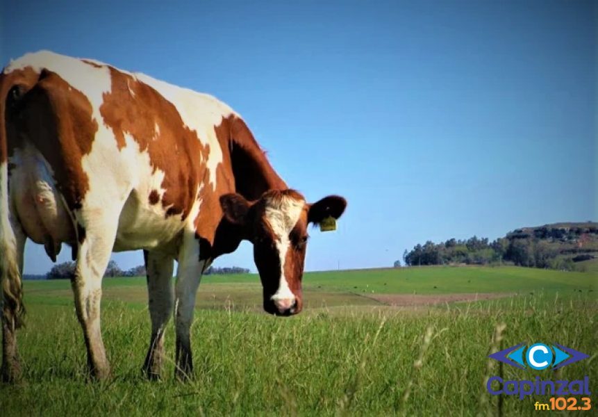 Produtor de Lacerdópolis registra desaparecimento de cinco vacas em propriedade