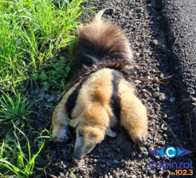 Mais um animal silvestre é encontrado morto às margens da SC-150, em Capinzal