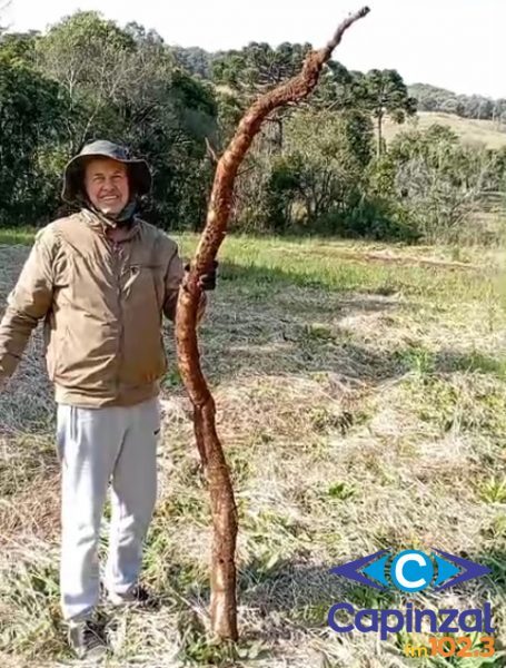 Colheita histórica: família de Irani descobre mandioca gigante de 2,5 metros e 9 quilos