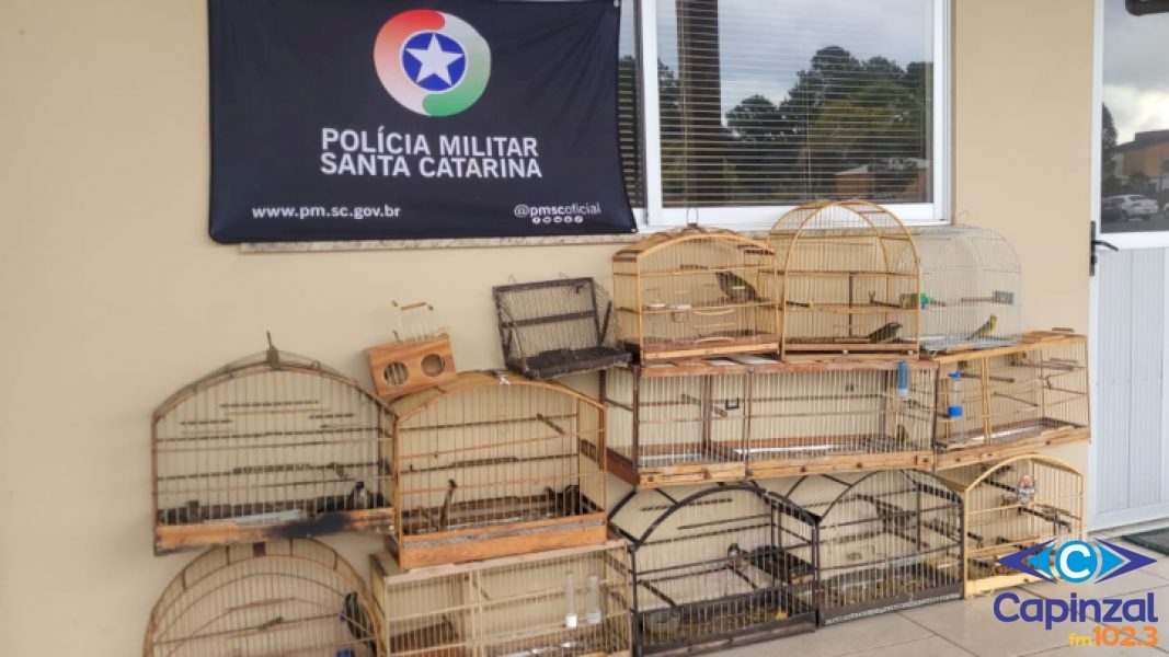 PM Ambiental apreende 14 aves silvestres mantidas ilegalmente em Lages