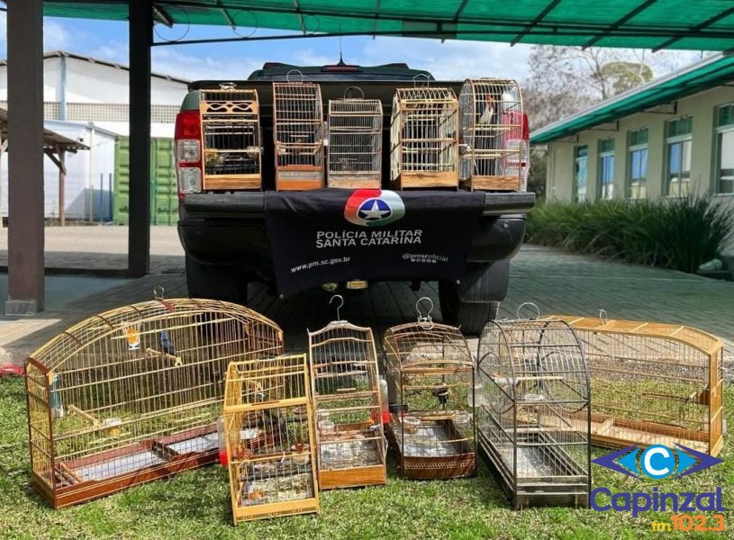 Aves silvestres são resgatadas de cativeiro ilegal pela Polícia Militar Ambiental em Capinzal