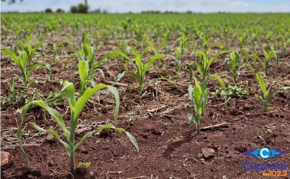 OUÇA: Inverno rigoroso atrasa início da safra de milho 2025-2026; analista aponta perspectivas e orienta produtores