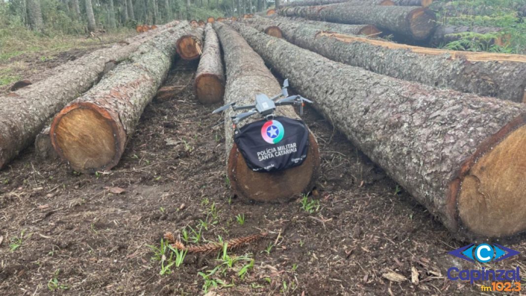 Polícia Ambiental flagra corte ilegal de 88 araucárias em área rural