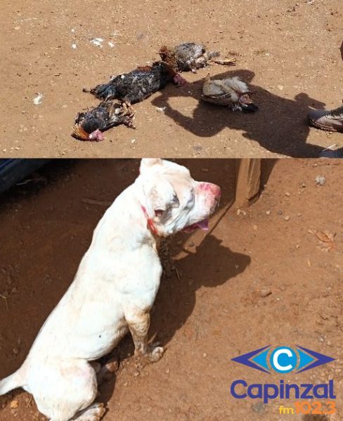 Pitbull é contido pela Polícia Militar após atacar aves e representar risco a moradores em Campos Novos