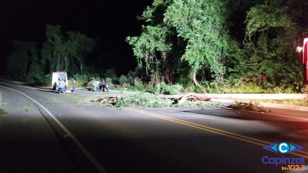 Motociclistas são surpreendidos por queda de árvore na SC-150, em Capinzal