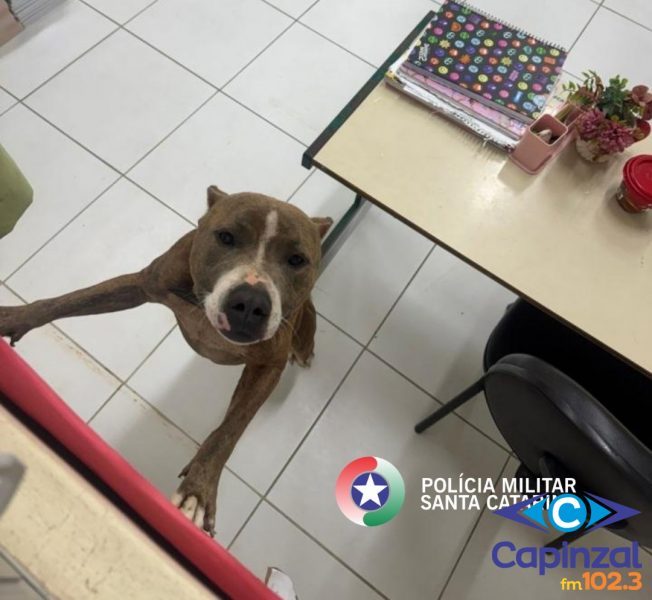 Pitbull invade escola e ataca mãe e filho durante recreio em SC