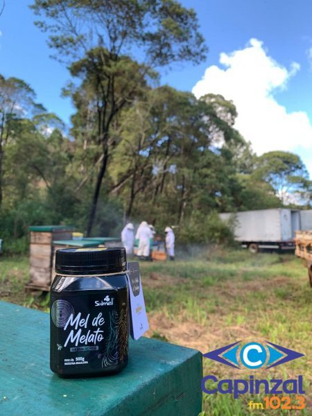 Irani apoia desenvolvimento da apicultura em florestas nativas no Meio-Oeste catarinense