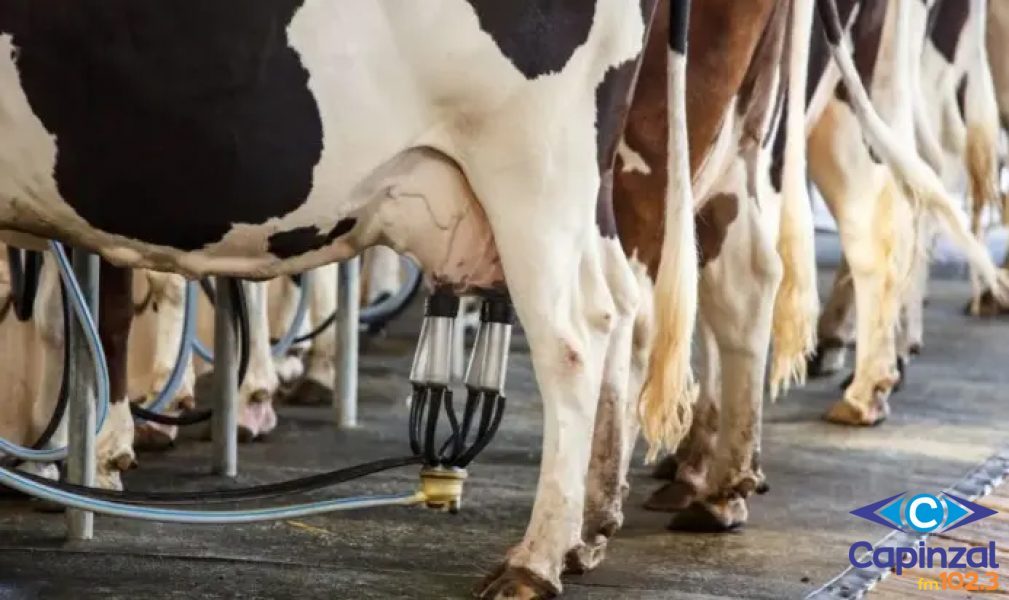 Presidente da Coafam retrata crise leiteira que afeta produtores da região