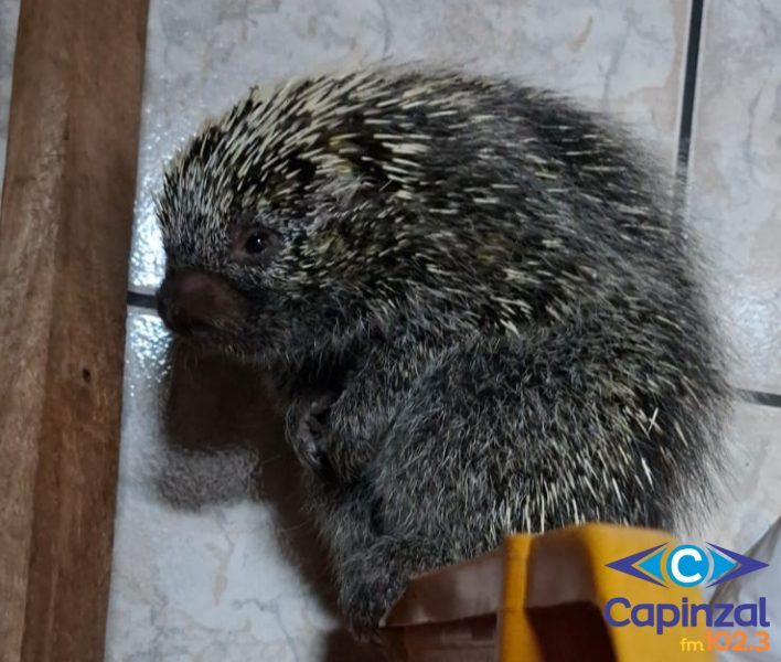 Família de Capinzal é surpreendida com visita inesperada