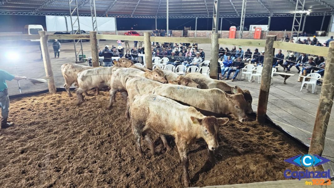 Sindicato Rural de Capinzal promove no dia 25 de novembro o 11º Leilão do Gado Geral em Zortéa