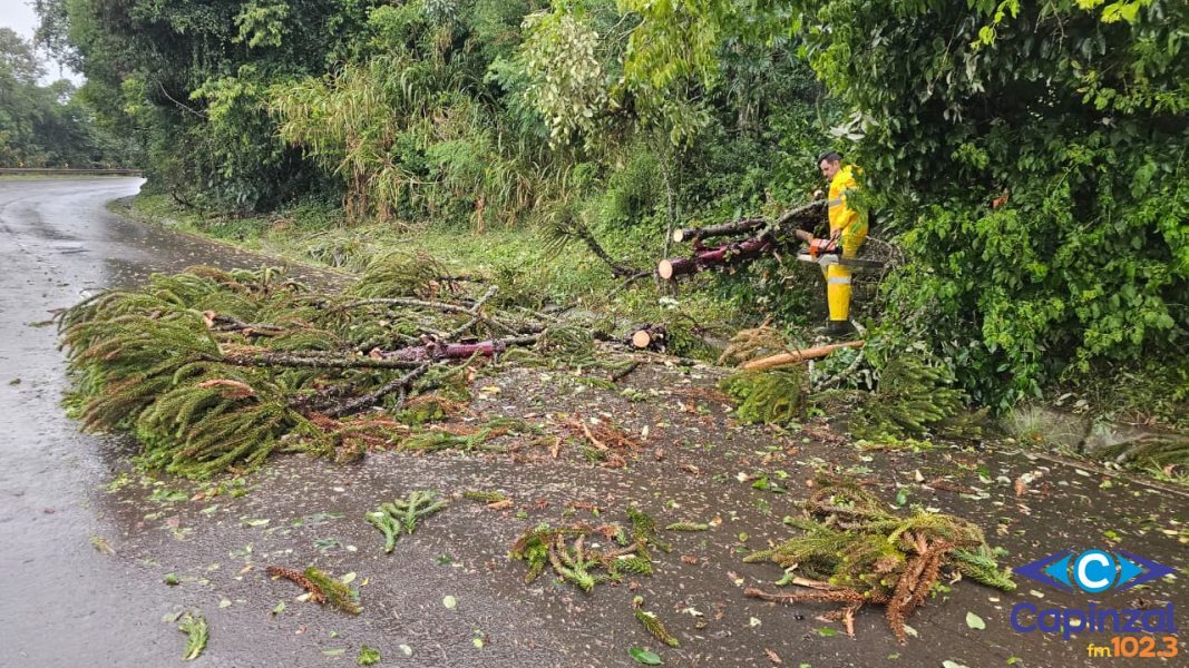 Vento forte derruba árvores na SC-150, atinge rede elétrica e de internet em Lacerdópolis