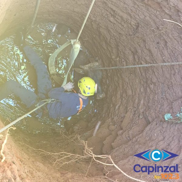 Bombeiros resgatam bovino com vida após queda em poço em Ipira