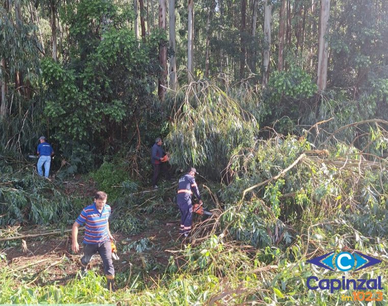 Temporal derruba cerca de 50 eucaliptos, danifica rede elétrica e interdita estrada no interior de Capinzal