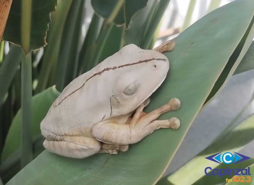 Moradora de Capinzal registra visita rara no jardim da residência